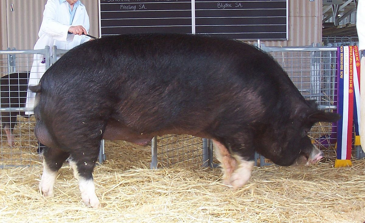беркширская свинья