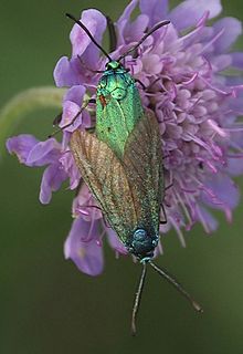 <i>Adscita geryon</i> Species of moth