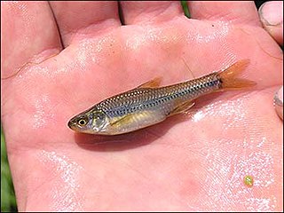 <span class="mw-page-title-main">Topeka shiner</span> Species of fish