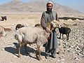 Bélier afghan, race asiatique à queue grasse