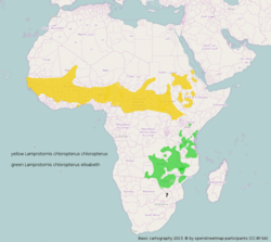 Ranges of northern and southern race      L. c. chloropterus      L. c. elisabeth