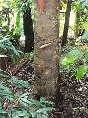 Agathis atropurpurea trunk Cairns Botanic Gardens January 2021 SF21001.jpg