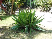 File:Agave_salmiana_Otto_-_2013_000.JPG