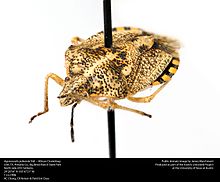 Agonoscelis puberula Stål - African Clusterbug (25095478665) .jpg