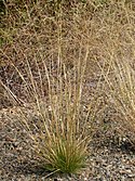 Agrostis scabra (cropped).jpg