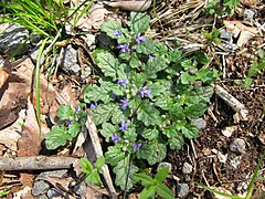 キランソウ 福島県会津地方 2012年5月上旬