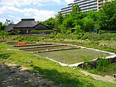 Paddy field in the park