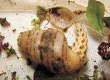 Alecton discoidalis and Chondropoma pictum.png