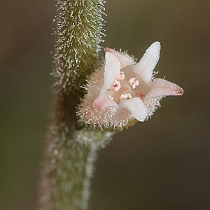 花被片はつぼ形で先は6裂し、裂片は披針形