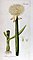 Allium fistulosum Ypey26.jpg