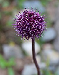 Allium sacculiferum Allium komarovianum GiardinoBotanicoAlpinoViote 20170902 D.jpg