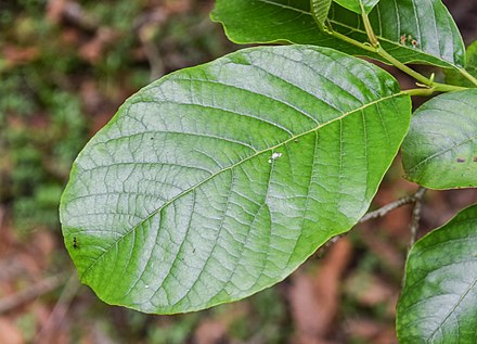 Leaf of Alnus nepalensis
