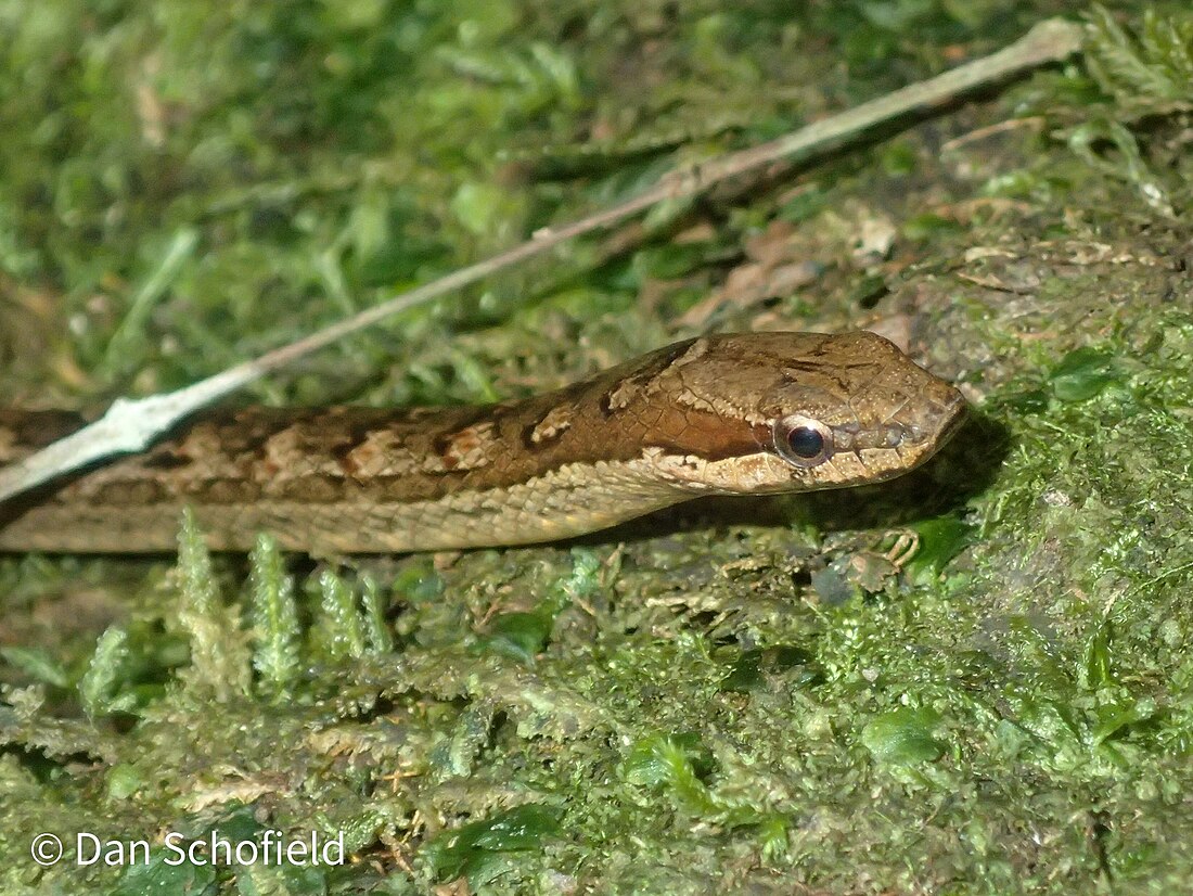 Red-bellied racer