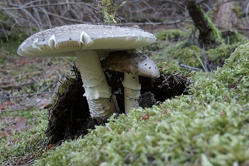 File:Amanita ssp 1.jpg