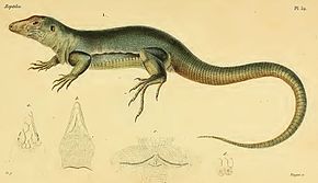 Descrierea imaginii Ameiva major.jpg.