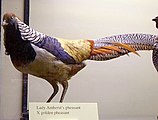 Lady Amherst's pheasant × golden pheasant