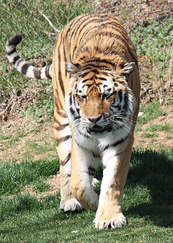 Tigre Siberiana in dal zoo da Louisville, Kentucky, U.S.A.