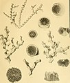 An account of the deep-sea Madreporaria collected by the Royal Indian Marine Survey ship Investigator (1898) (16744305176).jpg