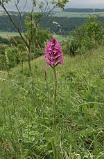 Vignette pour Orchis pyramidal