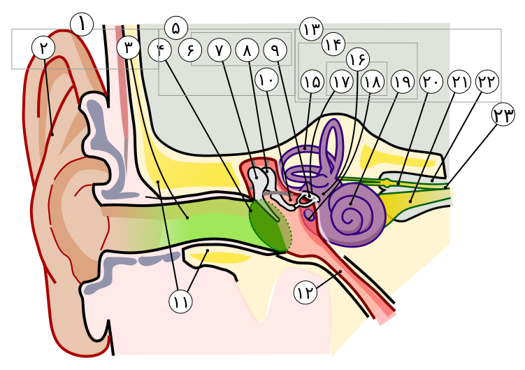 File:Anatomy of the Human Ear in farsi numbers.svg