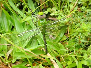 <i>Anax concolor</i> Species of dragonfly