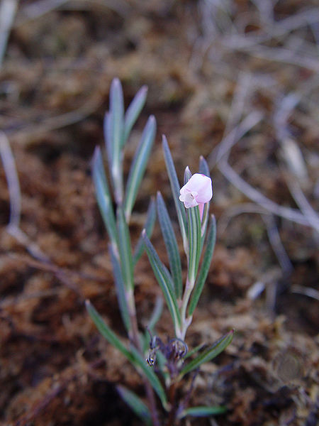 Andromeda glaucophylla