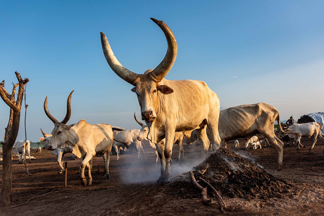 Ankole Watusi Cattle.jpg