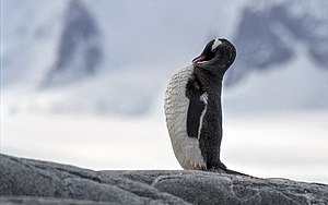 Antarctic, gentoo penguin (js) 17.jpg