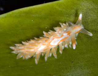 <i>Anteaeolidiella lurana</i> Species of gastropod