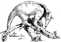 Anteater (PSF).png