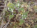 Anthriscus caucalis Plant France - Baie d'Authie (Somme)