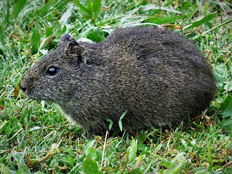 File:Aperea (Cavia aperea), Uruguay, 2016.jpg