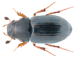 Aphodius humilis