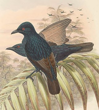 <span class="mw-page-title-main">Brown-winged starling</span> Species of bird