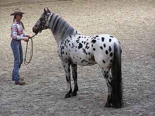 Appaloosa stallion.JPG