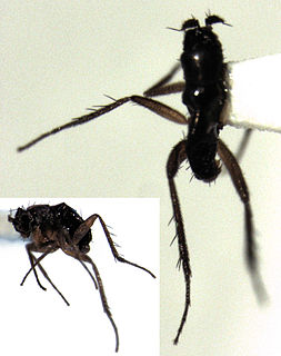 Achalcinae subfamily of insects