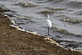 Aquatic birds Great Egret (7568141256).jpg