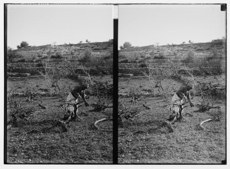 File:Arab man working among olive? trees LOC matpc.04971.tif