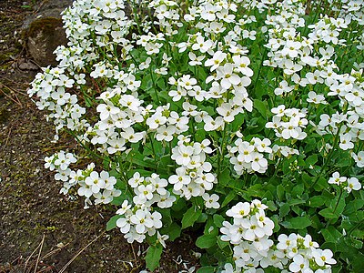 Arabis alpina caucasica Habitus