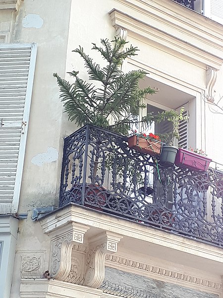 File:Araucaria on balcony, place des Abbesses, Paris.jpg