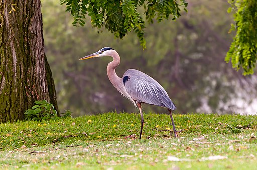 Ardea herodias -South El Monte, California, USA-8