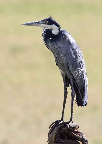 File:Ardea melanocephala -Maasai Mara, Kenya-8 (1).jpg