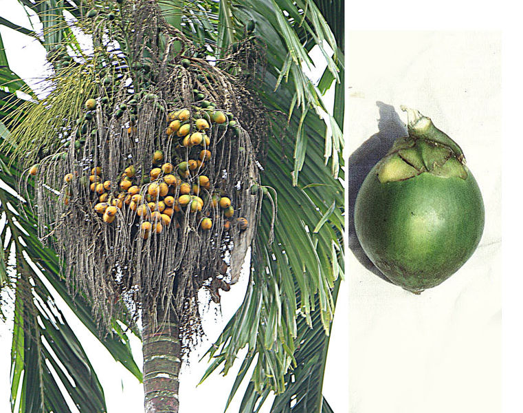 File:Areca catechu, Betel Nut (14436668393).jpg