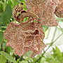 Miniatura para Aristolochia labiata