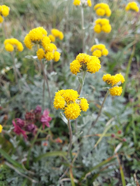 File:Artemisia sp. genepi .jpg