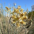 Asclepias subulata