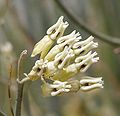 Miniatura para Asclepias subulata