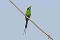 * Nomination Asian green bee-eater (Merops orientalis beludschicus) near Roorkee, district Haridwar. --Satdeep Gill 11:00, 17 April 2022 (UTC) * Promotion Good quality. --Kritzolina 18:52, 25 April 2022 (UTC)