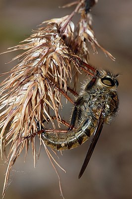 Machimus chrysitis