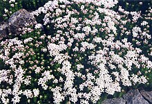 Asperula hirta 2.jpg